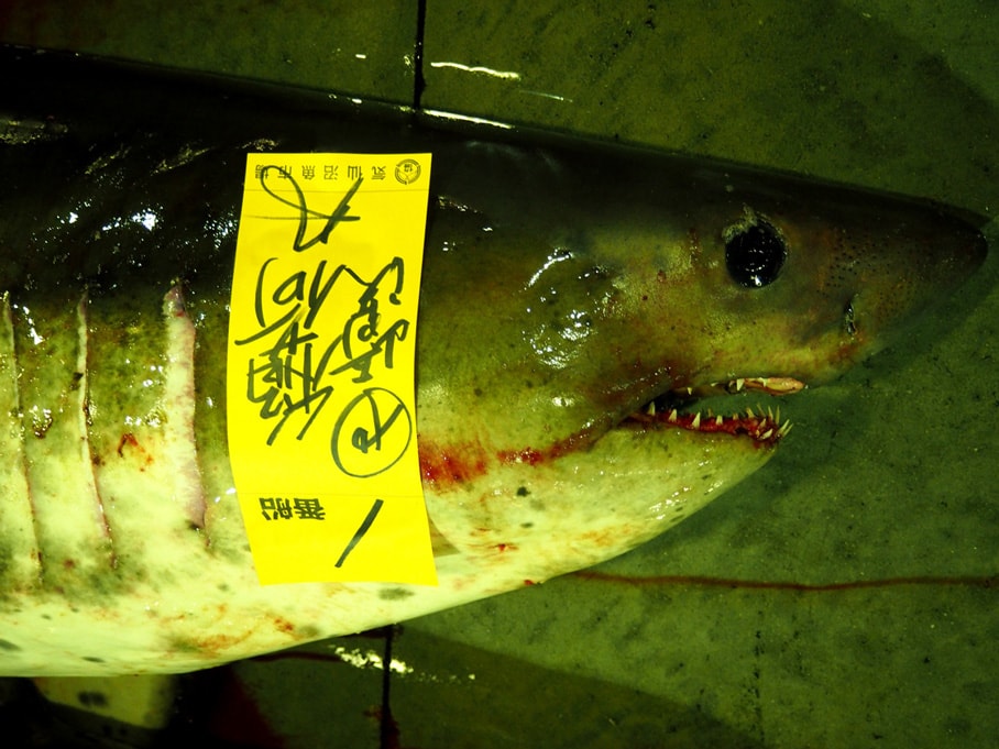 気仙沼でサメ三昧 現地でしか食べられない珍味 モウカの星 を求めて いっぽ 気仙沼でサメ三昧 現地でしか食べられない珍味 モウカの星 を求めて いっぽ