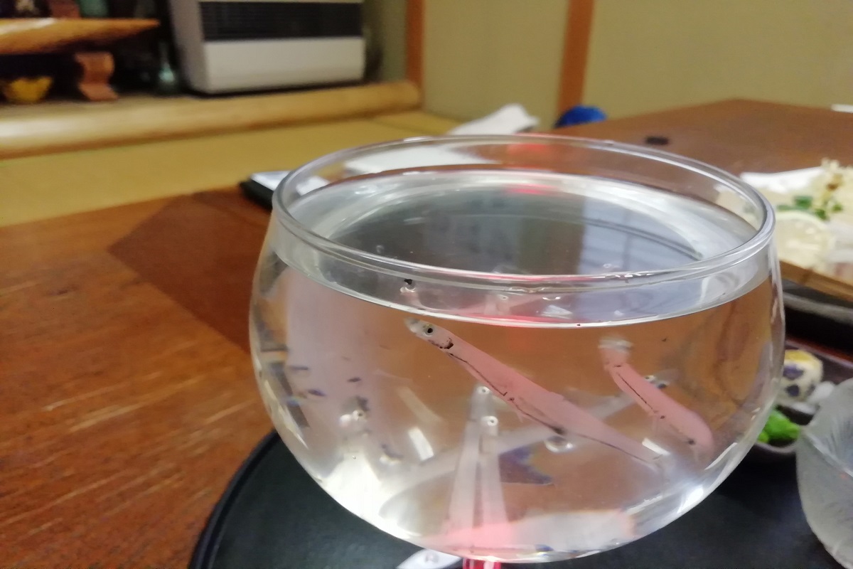 日本で唯一 白魚の踊り食い ができる店で 殿様気分 いっぽ